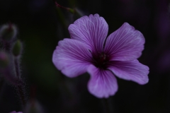 flower_024