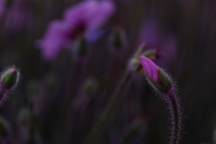 flower_027