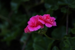 flower_032