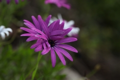 flower_034