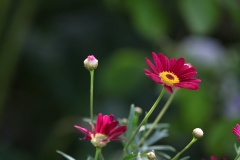 flower_036